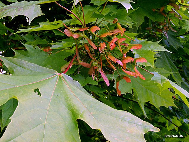 کرکف ،افرای نروژی،افرای کوهستانی، plane maple
